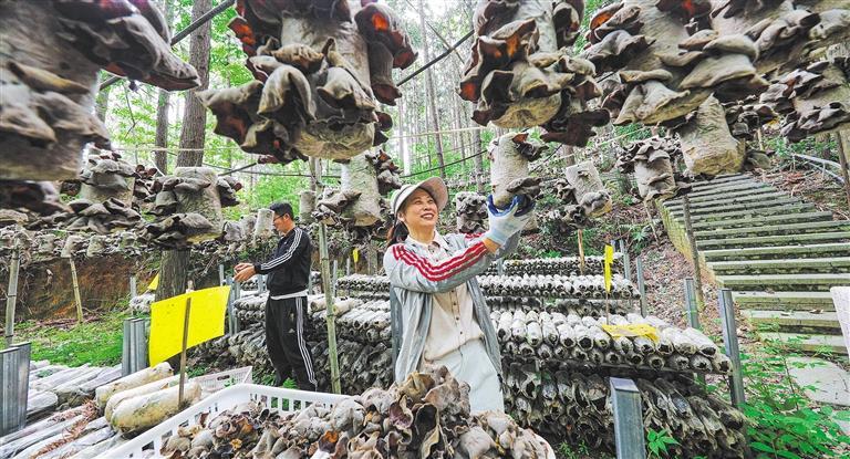 量发展产业调研】林下生金不朽情缘游戏手机版【高质(图3)